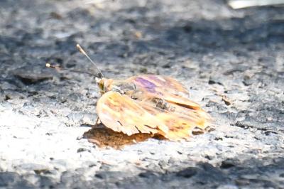 <i>Apatura ilia</i>