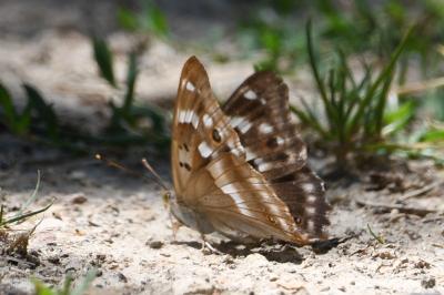 <i>Apatura ilia</i>