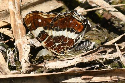 <i>Araschnia levana</i>