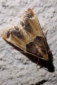 <i>Pyralis farinalis</i>