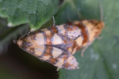 <i>Aethes tesserana</i>