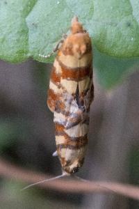 <i>Aethes tesserana</i>