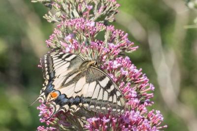 <i>Papilio machaon</i>