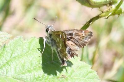 <i>Carcharodus alceae</i>