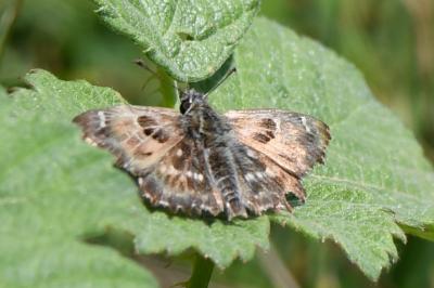 Carcharodus alceae
