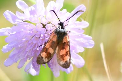<i>Zygaena transalpina</i>