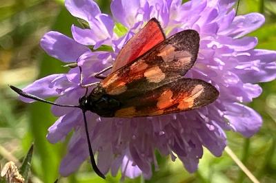 <i>Zygaena transalpina</i>