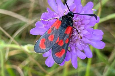 <i>Zygaena loti</i>