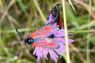 <i>Zygaena loti</i>