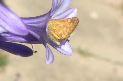 <i>Ochlodes sylvanus</i>
