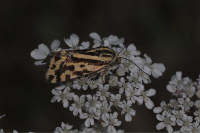 <i>Emmelia trabealis</i>