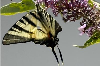 <i>Iphiclides podalirius</i>