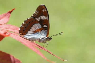 <i>Limenitis reducta</i>