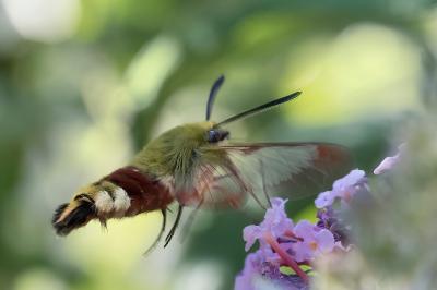<i>Hemaris fuciformis</i>