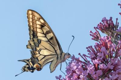 Papilio machaon