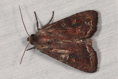 <i>Lacanobia oleracea</i>