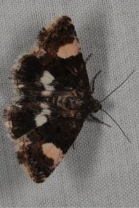 <i>Tyta luctuosa</i>