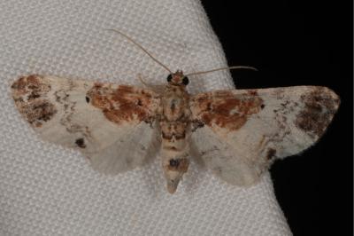 <i>Eupithecia breviculata</i>