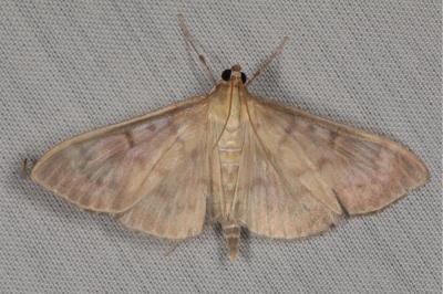 <i>Patania ruralis</i>