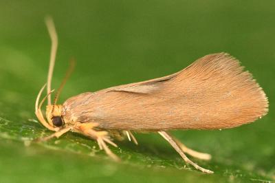 <i>Crassa unitella</i>