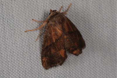 <i>Apoda limacodes</i>