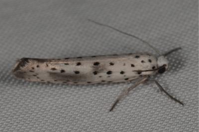 <i>Yponomeuta irrorella</i>