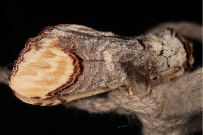 <i>Phalera bucephala</i>