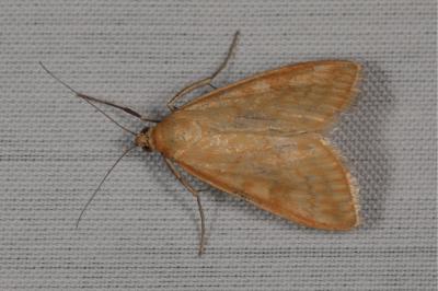 <i>Sitochroa verticalis</i>