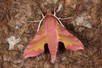 <i>Deilephila porcellus</i>