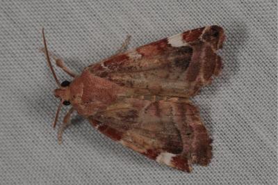 <i>Cosmia affinis</i>