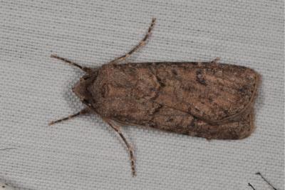 <i>Agrotis segetum</i>