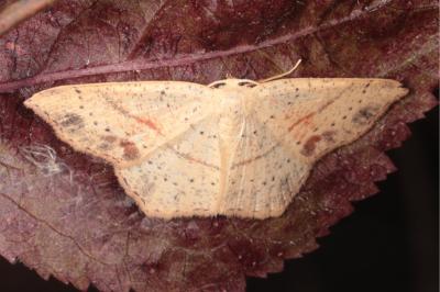 <i>Cyclophora punctaria</i>