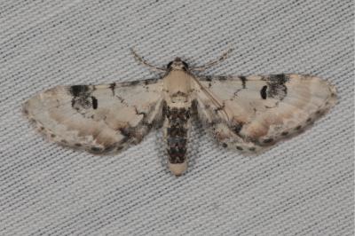Eupithecia centaureata