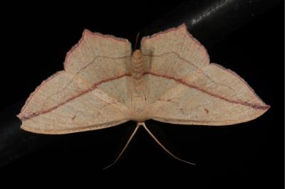 <i>Timandra comae</i>