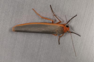 <i>Manulea complana</i>