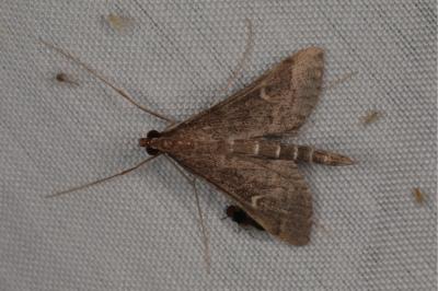 <i>Dolicharthria punctalis</i>