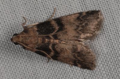 <i>Euzophera pinguis</i>