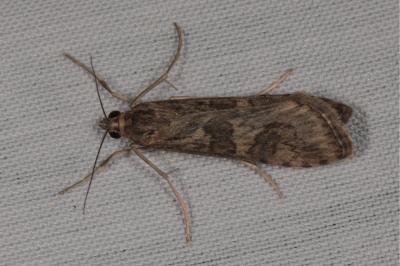 <i>Nomophila noctuella</i>