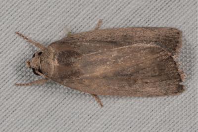 <i>Proxenus hospes</i>