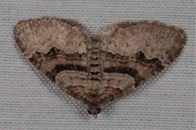 <i>Xanthorhoe designata</i>