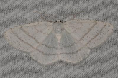 <i>Cabera pusaria</i>