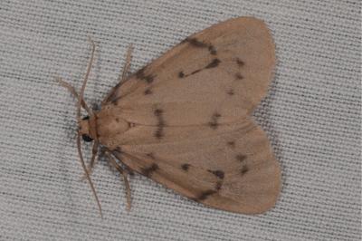 <i>Paidia rica</i>