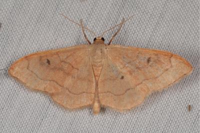<i>Idaea rubraria</i>