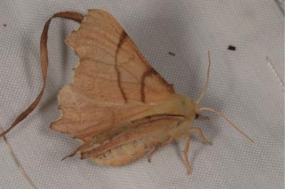 <i>Ennomos erosaria</i>