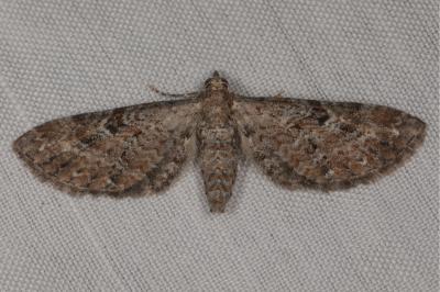 <i>Eupithecia icterata</i>