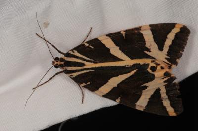 <i>Euplagia quadripunctaria</i>