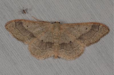 <i>Idaea aversata</i>