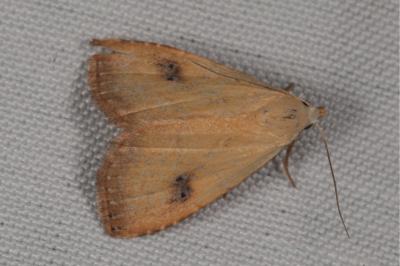 <i>Rivula sericealis</i>