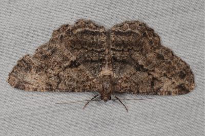 <i>Peribatodes rhomboidaria</i>