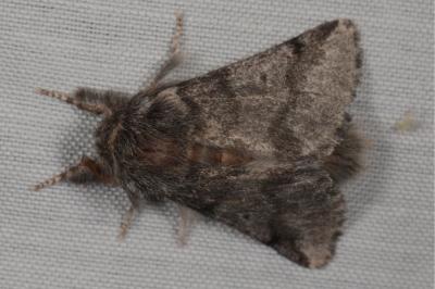 <i>Thaumetopoea processionea</i>